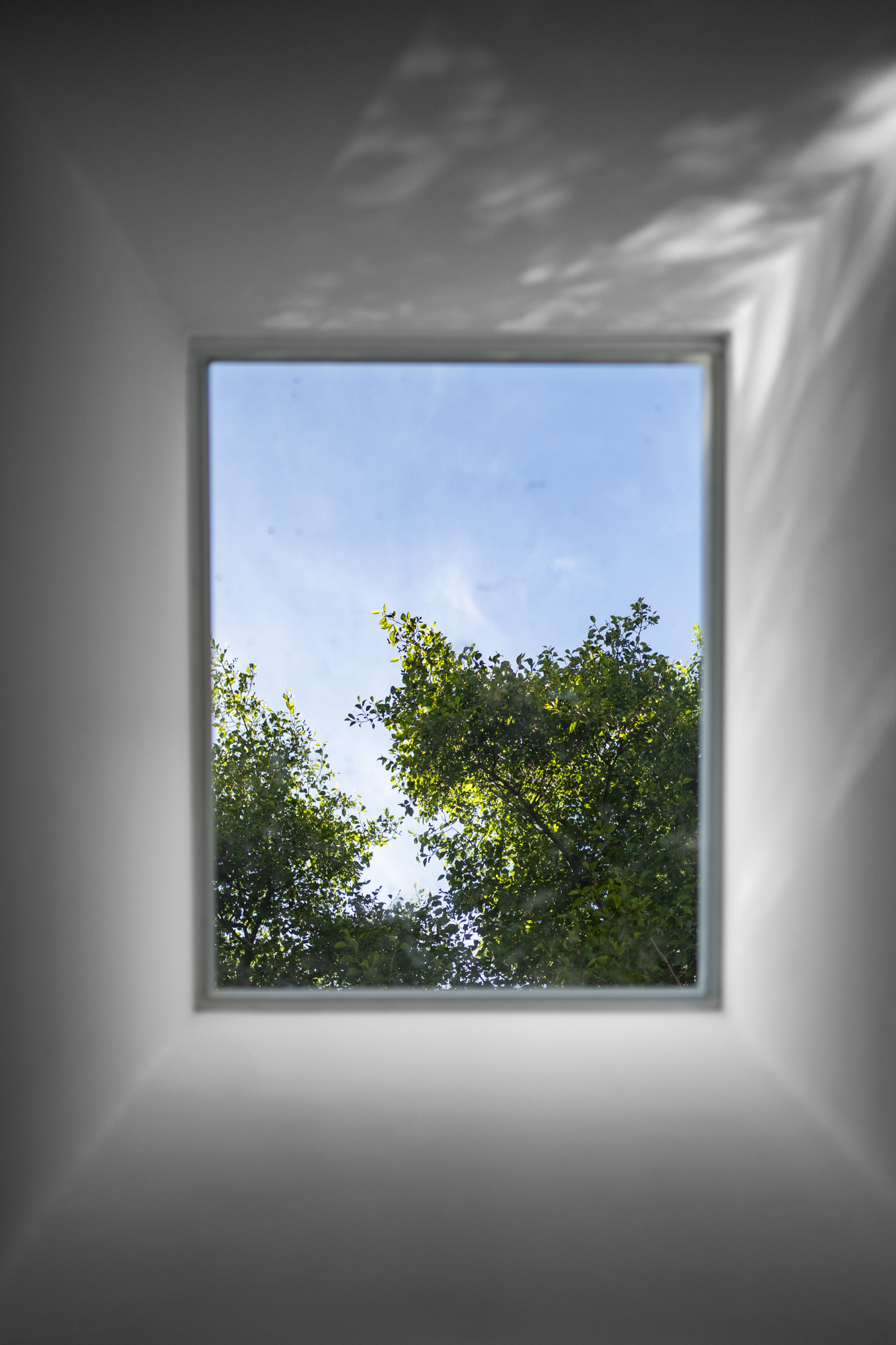 Sunlight and trees seen through a studio window